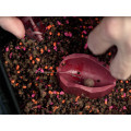 Forma Delphin Method QUIX